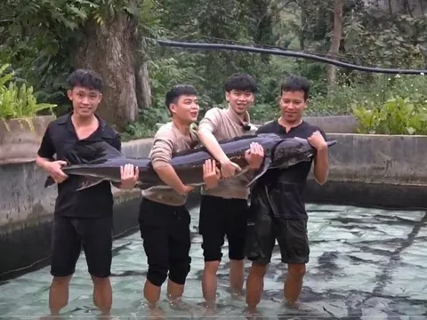 Cụ Cá Tầm 15 năm tuổi nặng 50 kg ở Lai Châu, được lên sàn đấu giá để huy động vốn: Ai nuôi?