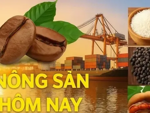 Giá nông sản hôm nay 23/10/2025: Giá cà phê arabica lập đỉnh mới; Tiêu có thể lên 155.000 VNĐ; Sửa đổi 15 luật về lĩnh vực nông nghiệp và môi trường