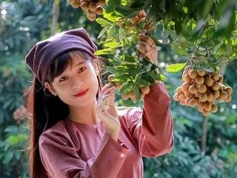 Lập hồ sơ 'Tri thức dân gian trồng và chế biến nhãn lồng Hưng Yên' trình UNESCO
