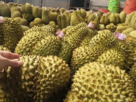 Giá sầu riêng tăng trở lại, bầu Đức tính trồng thêm 1.000 ha sầu riêng