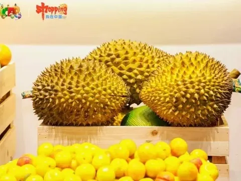 Xuất khẩu sầu riêng sang Trung Quốc ổn định trở lại, phấn đấu hoàn thành mục tiêu cuối năm