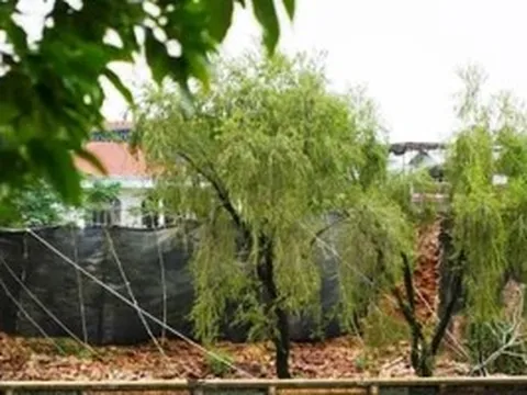 Một đoạn tường Hoàng thành Huế bị sập