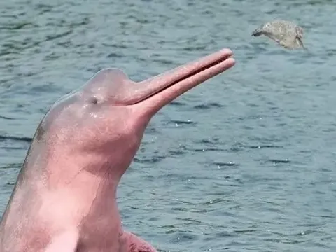 Hạn hán khắc nghiệt, nắng nóng kéo dài, nhiệt độ nước ban ngày cao bất thường khiến hàng trăm cá heo chết trên sông Amazon