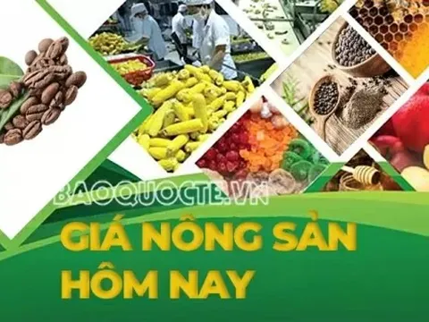 Giá nông sản hôm nay 10/11/2025: Động lực cho đà tăng giá cà phê vụ mới, Giá tiêu khó đoán; Chính phủ Mỹ chuẩn bị mở cửa trở lại