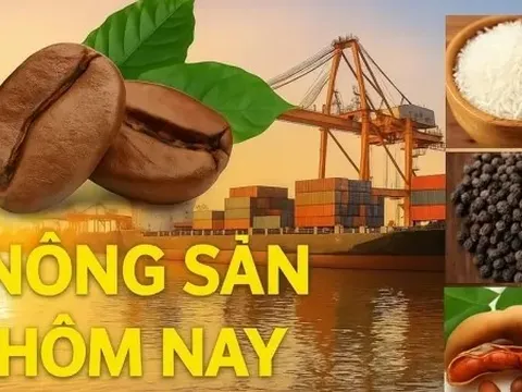 Giá nông sản hôm nay 11/11/2025: Giá cà phê Việt sẽ tiếp tục hưởng lợi; Khả năng thuế quan đối ứng của Tổng thống Trump bị huỷ bỏ?