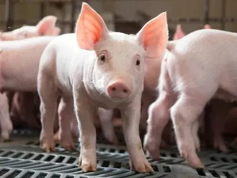 Giá heo hơi hôm nay 13/11: Miền Bắc ít biến động, miền Trung và Nam giảm nhẹ