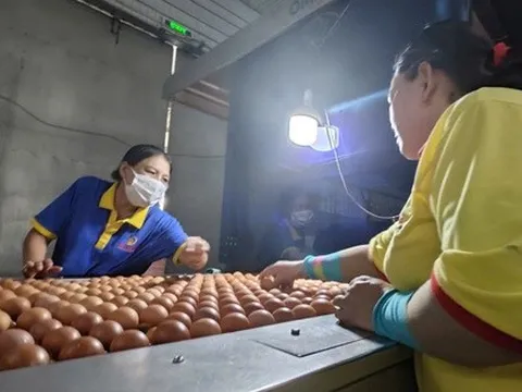 Ba Huân bị cưỡng chế ngừng thủ tục hải quan vì nợ thuế hơn 51 tỉ đồng, người trong cuộc nói gì?