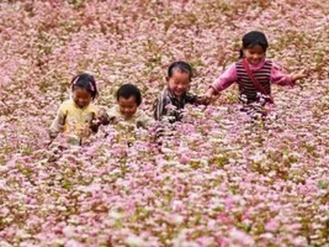 Chuẩn bị diễn ra Lễ hội hoa Tam Giác Mạch lần thứ XI