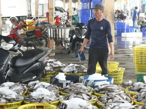 Hoàn thiện hạ tầng nghề cá hiện đại, thúc đẩy kiểm soát IUU tại cảng cá lớn nhất miền Trung