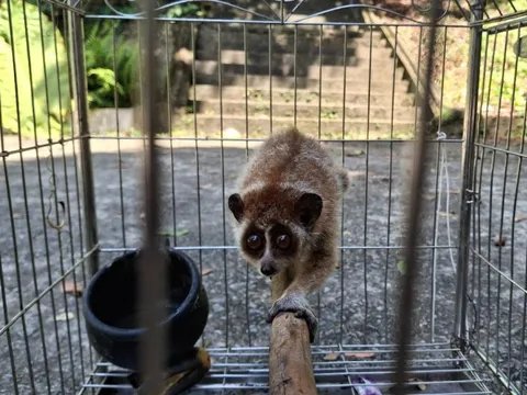 Bảo tồn động vật hoang dã: Từ chủ trương đến thực tiễn