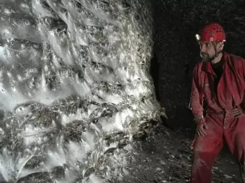 Phát hiện mạng nhện khổng lồ của loài nhện Tegenaria domestica