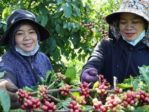 Xây dựng Thương hiệu quốc gia, đưa Việt Nam trở thành điểm đến của những người yêu cà phê Robusta