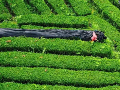 Khủng hoảng nguồn cung Nhật Bản: Matcha Trung Quốc trỗi dậy chiếm 60% thị phần toàn cầu