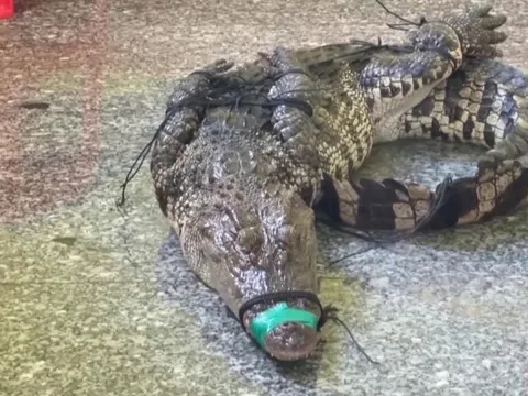 Cá sấu xuất hiện ở khu dân cư, chủ nuôi phải chịu trách nhiệm pháp lý