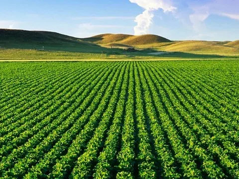 Đất nông nghiệp không sổ đỏ có được thế chấp vay ngân hàng?