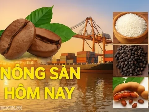 Giá nông sản hôm nay 24/11/2025: Giá cà phê trong nước trái ngược với thế giới, Giá tiêu sẽ tăng; Ba kịch bản lãi suất tháng 12 của Mỹ