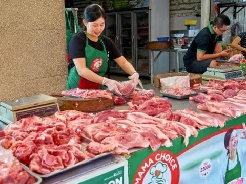 Giá heo hơi hôm nay 25/11: Miền Bắc duy trì mức cao nhất, miền Nam nhiều địa phương tăng giá