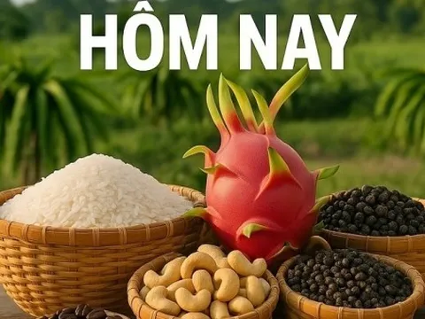 Giá nông sản hôm nay 26/11/2025: Giá cà phê tăng nhanh, hút lực mua mạnh mẽ; Nông sản Mỹ sẽ tiếp cận hơn nữa thị trường Việt Nam