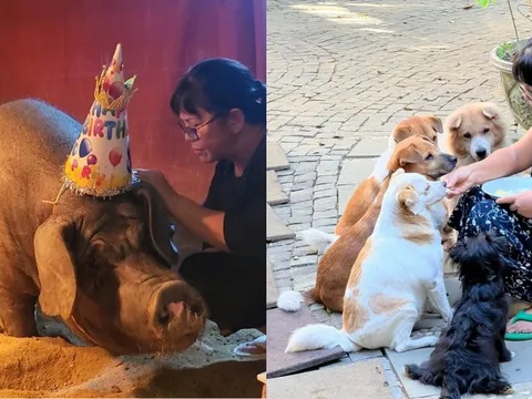 Nữ ca sĩ dùng biệt thự 500 m2 nuôi heo, chó, gà, ngỗng, làm cả sinh nhật cho thú cưng: U70 nhiều bệnh
