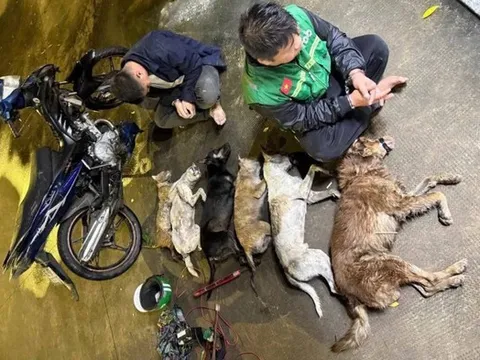 Chuyên gia pháp lý hướng dẫn người dân tránh phạm luật khi phát hiện "cẩu tặc"