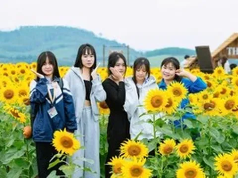 Mê mẩn cánh đồng hoa hướng dương đẹp như tranh vẽ ở xứ Nghệ