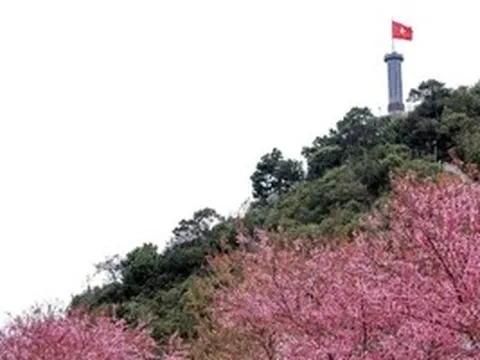Lần đầu tiên tổ chức Festival hoa mai anh đào tại Tuyên Quang