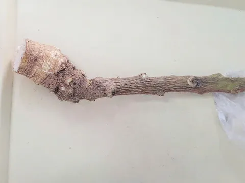 Dùng cây lạ chữa bệnh theo lời truyền miệng, 2 người suýt chết 0