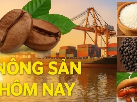 Giá nông sản hôm nay 30/12/2025: Giá cà phê duy trì đà tăng, Giá tiêu ổn định; Cảnh báo tin fake về Hội chợ quốc gia Mùa Xuân 2026