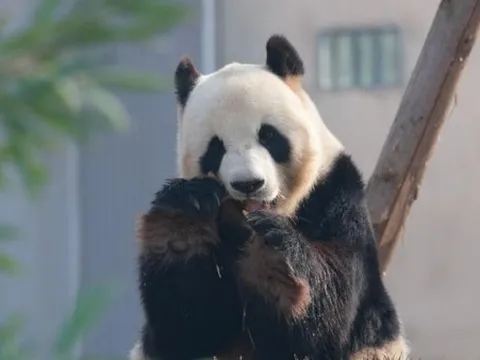 Trung Quốc: Trung tâm bảo tồn gấu trúc lớn mới nhất thử nghiệm mở cửa đón khách tham quan