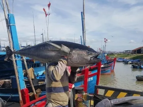Nỗ lực tuần tra, kiểm tra và xử lý vi phạm trên biển, tạo chuyển biến căn bản trong chống khai thác IUU