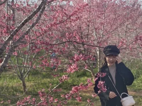 Đến Điện Biên ngắm hoa anh đào nở rộ