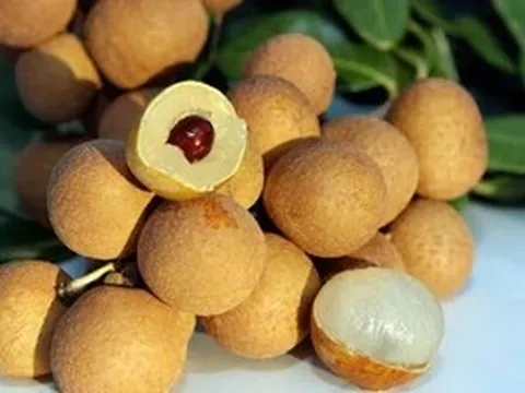 'Tri thức trồng và chế biến nhãn lồng Hưng Yên' vào Danh mục di sản văn hóa phi vật thể quốc gia