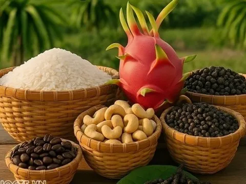 Giá nông sản hôm nay 9/1/2026: Giá cà phê bắt đầu 'hạ nhiệt', kim ngạch xuất khẩu tiêu kỷ lục; Phố Wall dự báo về tương lai đồng USD