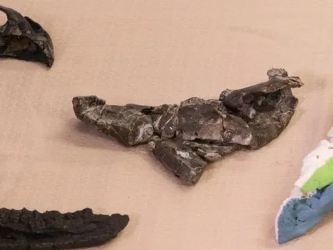 Hóa thạch cho thấy khủng long có sừng từng sinh sống ở châu Âu