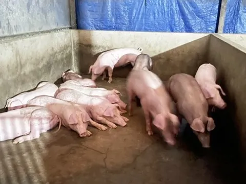 Giá heo hơi hôm nay 11/1: Tăng mạnh trên cả 3 miền, nhiều tỉnh, thành tăng 4.000 đồng/kg