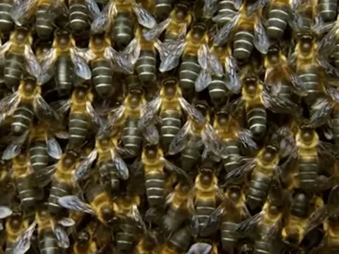 Đang "hóng chuyện", người phụ nữ bị ong tấn liên tiếp dù đã nhảy xuống sông