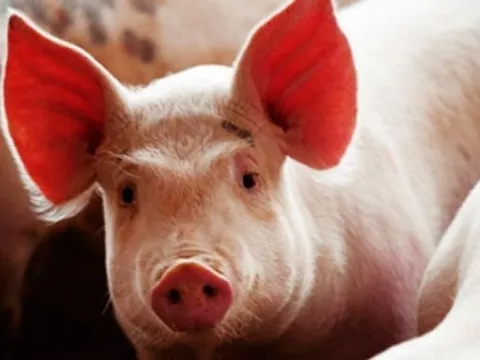 Giá heo hơi hôm nay 20/1: Cả 3 miền nhích nhẹ, giao dịch quanh ngưỡng 69.000 - 76.000 đ/kg