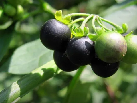 Loại quả dại xưa rụng thối gốc không ai "ngó" nay có giá gần 1 triệu/kg vẫn có người mua