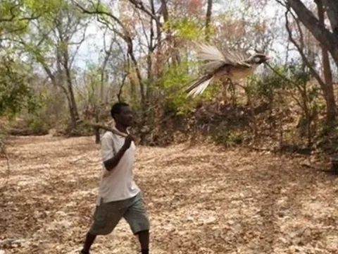 Độc đáo phương ngữ giao tiếp với chim dẫn đường của cộng đồng săn mật ong Mozambique