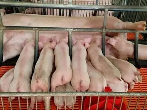 Giá heo hơi hôm nay 23/1: Nhích nhẹ thêm 1.000 đồng/kg, dao động trong khoảng 72.000 - 79.000 đồng/kg