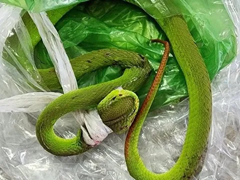 Đi làm rẫy, nam thanh niên 19 tuổi bị con vật quen thuộc đuôi đỏ cắn nguy hiểm