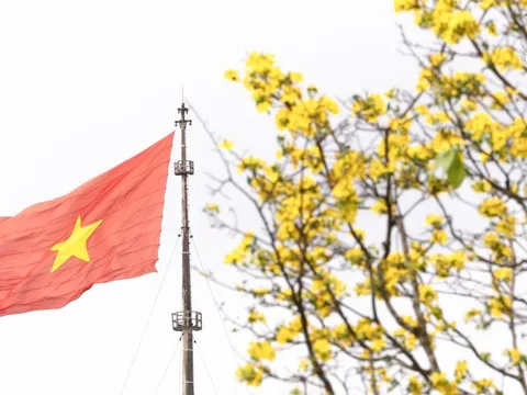 Vườn hoàng mai bung nở 'nhuộm vàng' không gian Di sản Huế