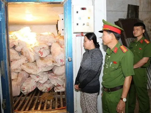 Bắt người phụ nữ mua 12 tấn lợn chết vì dịch rồi bán ra thị trường