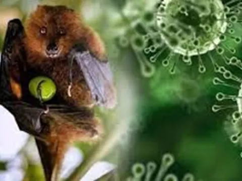 Người nghi ngờ mắc Nipah sẽ được cách ly, điều trị tại Bệnh viện Bệnh Nhiệt đới 0