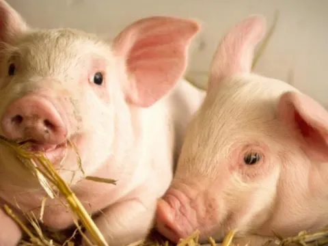 Giá heo hơi hôm nay 1/2: Thị trường cả nước bước vào giai đoạn điều chỉnh