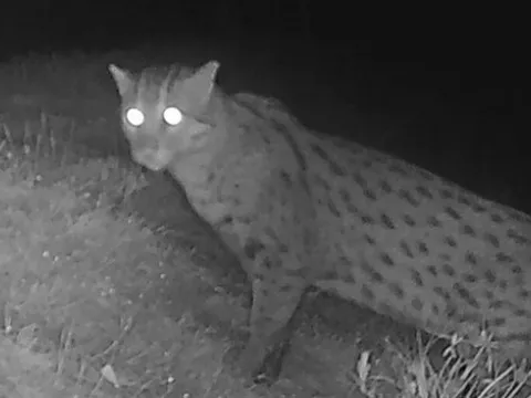 Mèo cá quý hiếm tái xuất hiện tại Campuchia, thêm hy vọng về sự phục hồi