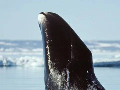 Cá voi đầu cong miễn nhiễm tế bào ung thư, có thể sống hơn 200 năm