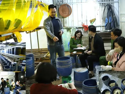 Khởi tố, bắt tạm giam đối tượng sản xuất gần 2,8 tấn giá đỗ bằng chất cấm