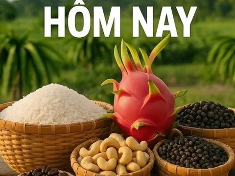 Giá nông sản hôm nay 11/2/2026: Giá cà phê trong nước chịu sức ép ngày cận Tết ; VPSA kiến nghị hoàn thiện Nghị định 46 theo hướng quản lý rủi ro