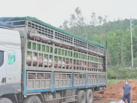 Nghệ An tiêu hủy 180 con lợn nhiễm dịch tả lợn châu Phi